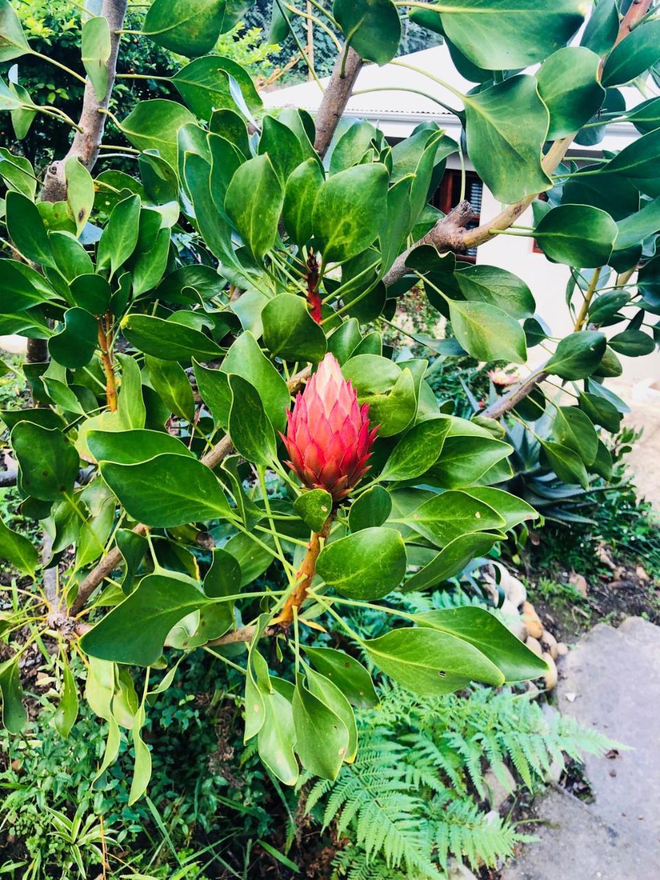 Willa 11 Protea Knysna Zewnętrze zdjęcie