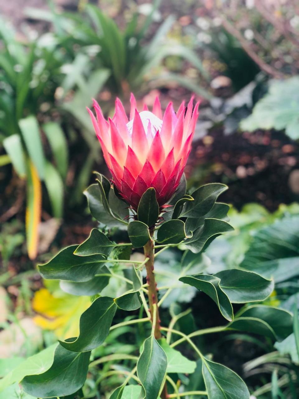 Willa 11 Protea Knysna Zewnętrze zdjęcie